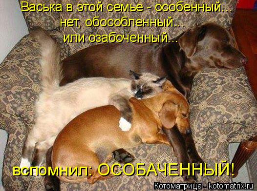 Васька в этой семье - особенный... нет, обособленный... или озабоченный... вспомнил: ОСОБАЧЕННЫЙ!... Котоматрица: Васька в этой семье - особенный... нет, обособленный... или озабоченный... вспомнил: ОСОБАЧЕННЫЙ!