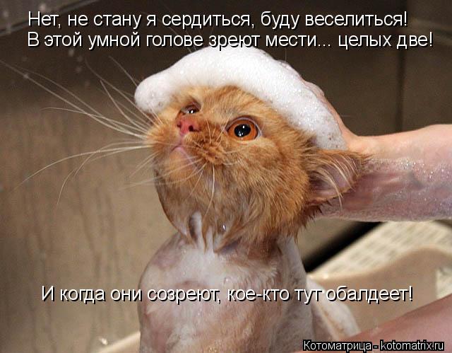 Нет, не стану я сердиться, буду веселиться! В этой умной голове зреют мести... целых две! И когда они... Котоматрица: Нет, не стану я сердиться, буду веселиться! В этой умной голове зреют мести... целых две! И когда они созреют, кое-кто тут обалдеет!