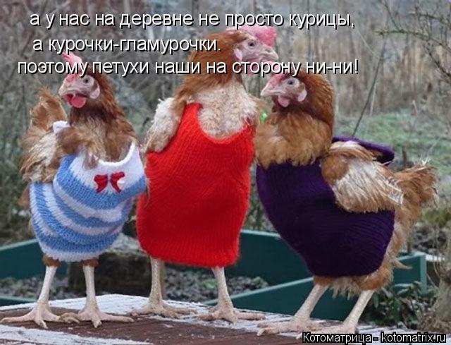 а у нас на деревне не просто курицы, а курочки-гламурочки. поэтому петухи наши на сторону ни-ни!... Котоматрица: а у нас на деревне не просто курицы, а курочки-гламурочки. поэтому петухи наши на сторону ни-ни!