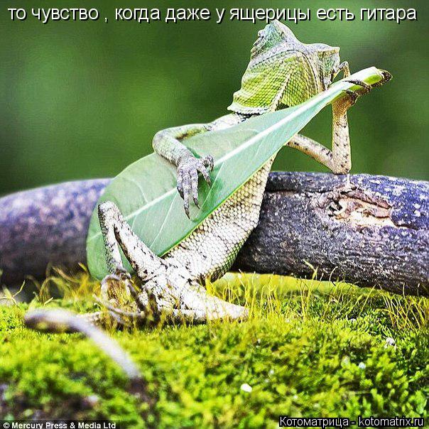 то чувство , когда даже у ящерицы есть гитара... Котоматрица: то чувство , когда даже у ящерицы есть гитара