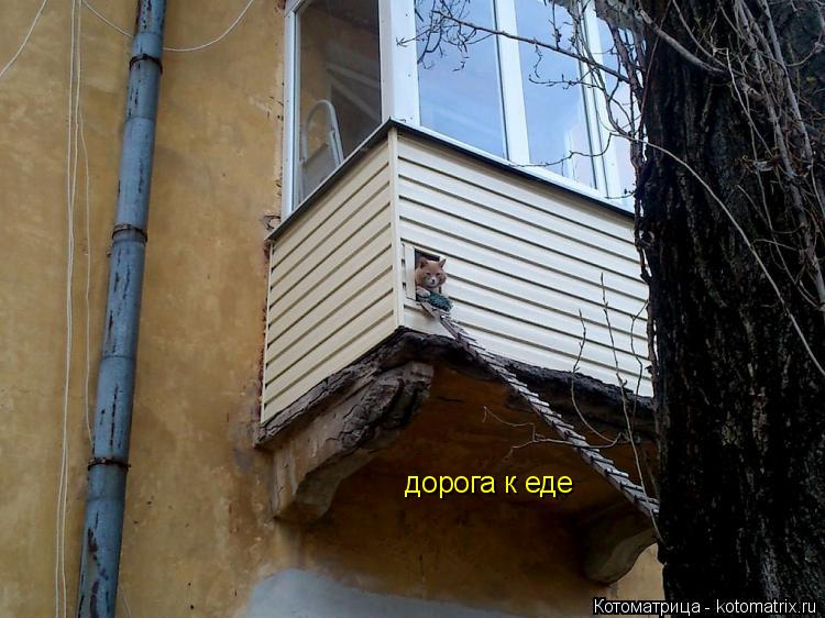 дорога к еде... Котоматрица: дорога к еде