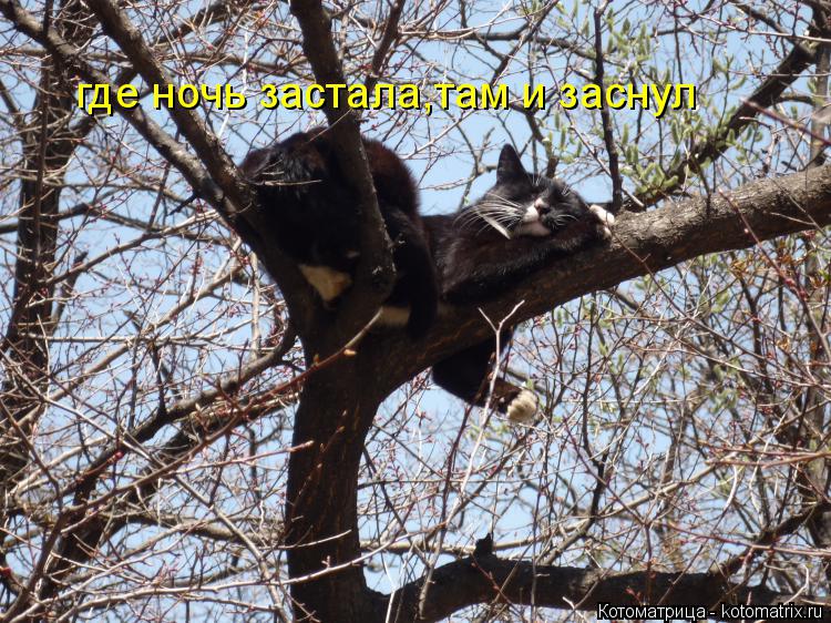 где ночь застала,там и заснул... Котоматрица: где ночь застала,там и заснул
