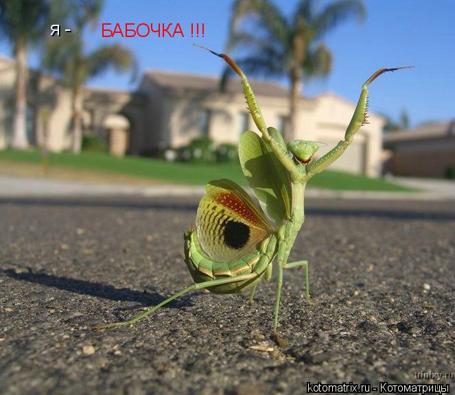 Котоматрица: я - БАБОЧКА !!!