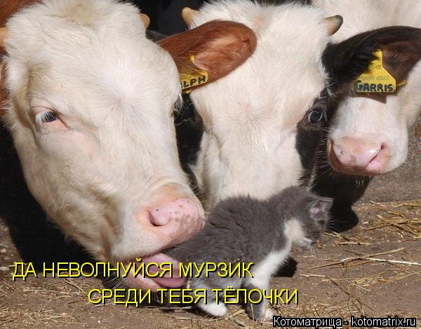 ДА НЕВОЛНУЙСЯ МУРЗИК СРЕДИ ТЕБЯ ТЁЛОЧКИ... Котоматрица: ДА НЕВОЛНУЙСЯ МУРЗИК СРЕДИ ТЕБЯ ТЁЛОЧКИ