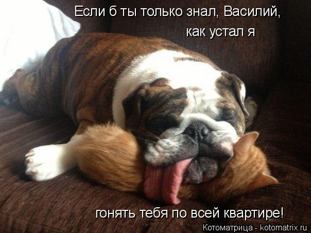 Если б ты только знал, Василий, как устал я гонять тебя по всей квартире!... Котоматрица: Если б ты только знал, Василий, как устал я гонять тебя по всей квартире!