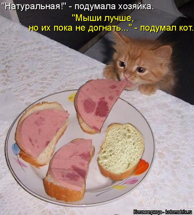 "Натуральная!" - подумала хозяйка. "Мыши лучше, но их пока не догнать..." - подумал кот.... Котоматрица: "Натуральная!" - подумала хозяйка. "Мыши лучше, но их пока не догнать..." - подумал кот.