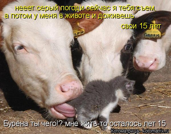 Бурёна ты чего!? мне жить-то осталось лет 15 нееет серый погоди сейчас я тебя съем, нееет серый пого... Котоматрица: Бурёна ты чего!? мне жить-то осталось лет 15 нееет серый погоди сейчас я тебя съем, нееет серый погоди сейчас я тебя съем, а потом у меня в живо