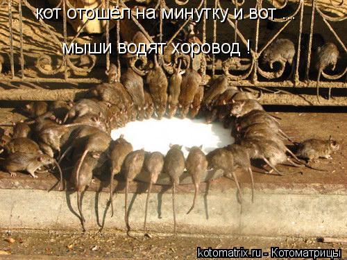 Котоматрица: кот отошёл на минутку и вот ... мыши водят хоровод !