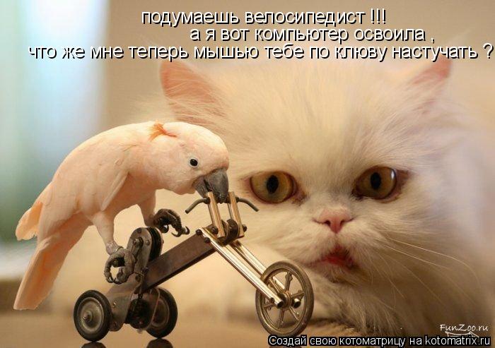 Котоматрица: подумаешь велосипедист !!! а я вот компьютер освоила , что же мне теперь мышью тебе по клюву настучать ?