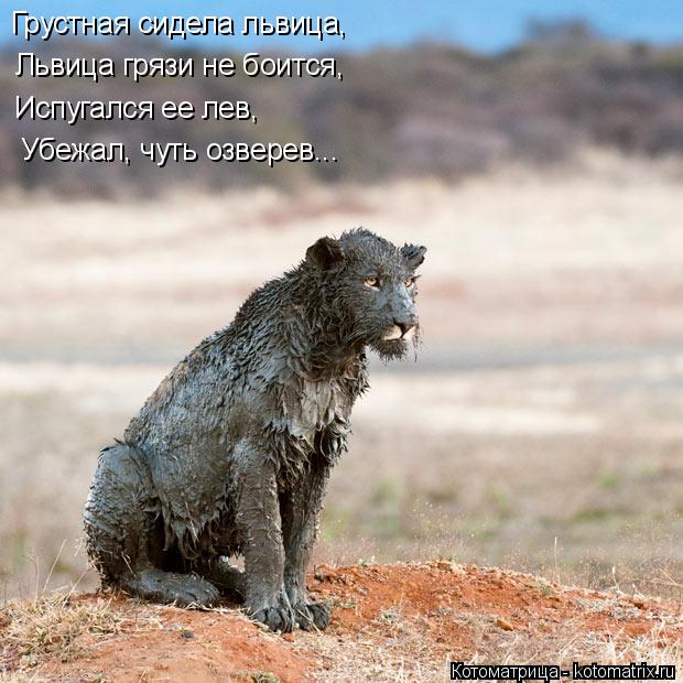 Котоматрица: Грустная сидела львица, Львица грязи не боится, Испугался ее лев, Убежал, чуть озверев...