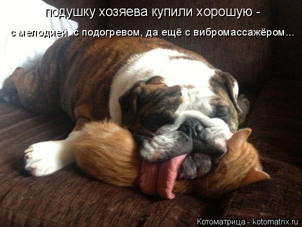 подушку хозяева купили хорошую - с мелодией, с подогревом, да ещё с вибромассажёром...... Котоматрица: подушку хозяева купили хорошую - с мелодией, с подогревом, да ещё с вибромассажёром...