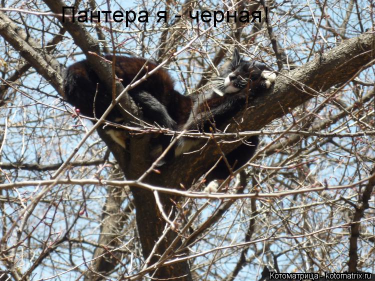 Пантера я - черная!... Котоматрица: Пантера я - черная!