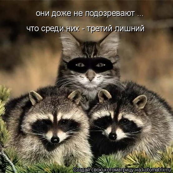 Котоматрица: они доже не подозревают ... что среди них - третий лишний