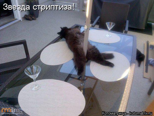 Звезда стриптиза!... Котоматрица: Звезда стриптиза!