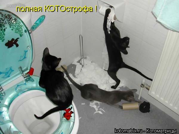 полная КОТОстрофа !... Котоматрица: полная КОТОстрофа !