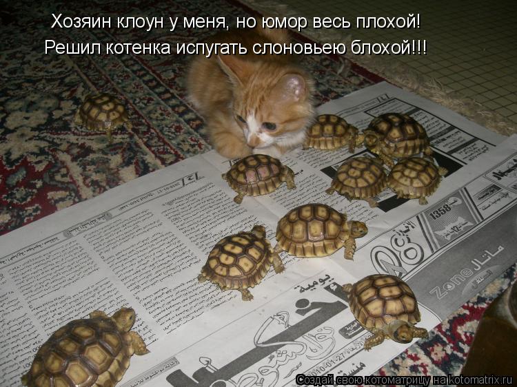 Котоматрица: Хозяин клоун у меня, но юмор весь плохой! Решил котенка испугать слоновьею блохой!!!