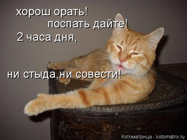 хорош орать! поспать дайте! 2 часа дня, ни стыда,ни совести!... Котоматрица: хорош орать! поспать дайте! 2 часа дня, ни стыда,ни совести!