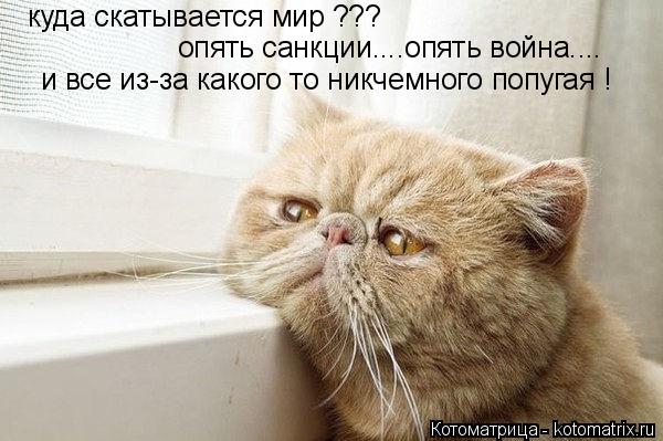 Котоматрица: куда скатывается мир ??? опять санкции....опять война.... и все из-за какого то никчемного попугая !