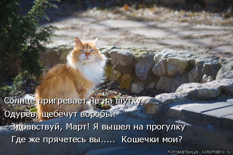 Котоматрица: Солнце пригревает не на шутку Одурев, щебечут воробьи - Здравствуй, Март! Я вышел на прогулку Где же прячетесь вы.....  Кошечки мои?