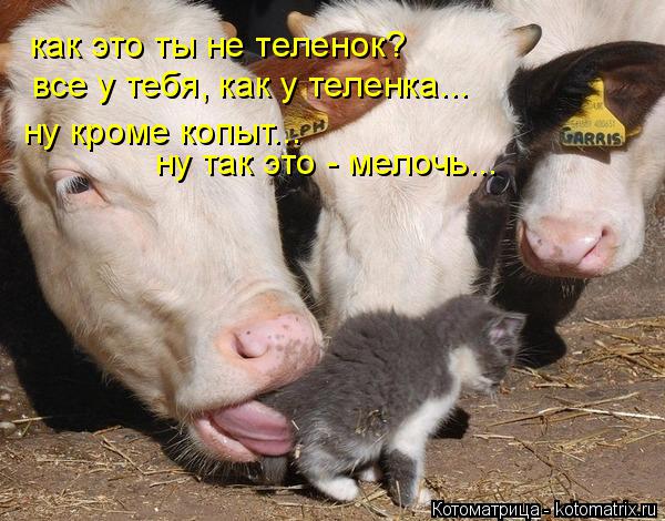 как это ты не теленок? все у тебя, как у теленка... ну кроме копыт... ну так это - мелочь...... Котоматрица: как это ты не теленок? все у тебя, как у теленка... ну кроме копыт... ну так это - мелочь...