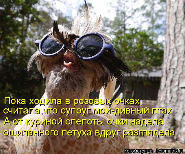 Котоматрица: Пока ходила в розовых очках, считала,что супруг мой-дивный птах А от куриной слепоты очки надела ощипанного петуха вдруг разглядела