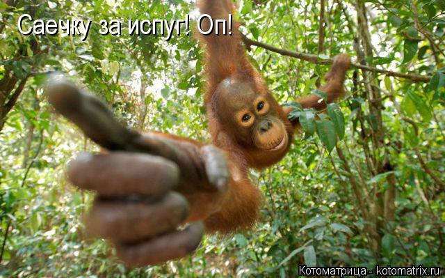 Саечку за испуг! Оп!... Котоматрица: Саечку за испуг! Оп!