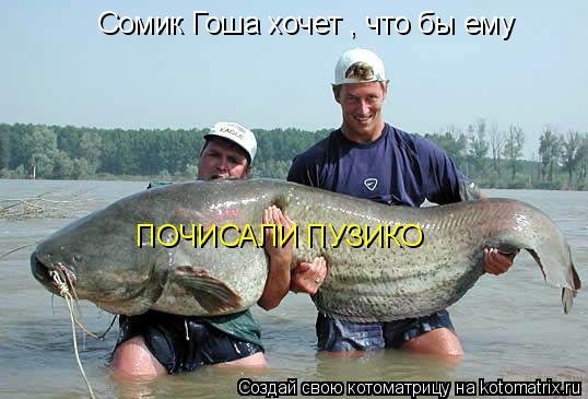 Котоматрица: Сомик Гоша хочет , что бы ему ПОЧИСАЛИ ПУЗИКО