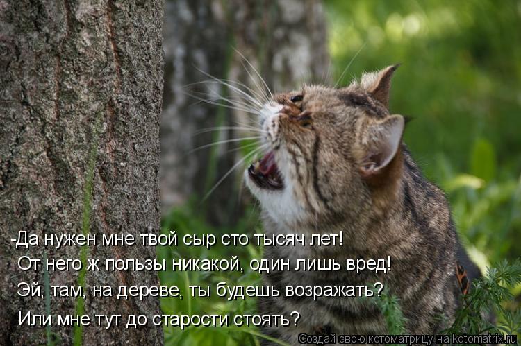 -Да нужен мне твой сыр сто тысяч лет! От него ж пользы никакой, один лишь вред! Эй, там, на дереве, т... Котоматрица: -Да нужен мне твой сыр сто тысяч лет! От него ж пользы никакой, один лишь вред! Эй, там, на дереве, ты будешь возражать? Или мне тут до старости