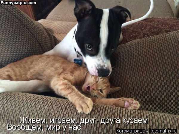 Живем, играем, друг- друга кусаем Вообщем, мир у нас... Котоматрица: Живем, играем, друг- друга кусаем Вообщем, мир у нас