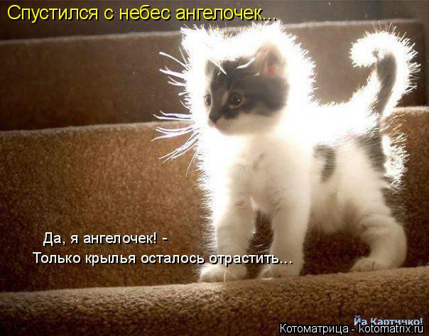 Спустился с небес ангелочек... Да, я ангелочек! - Только крылья осталось отрастить...... Котоматрица: Спустился с небес ангелочек... Да, я ангелочек! - Только крылья осталось отрастить...