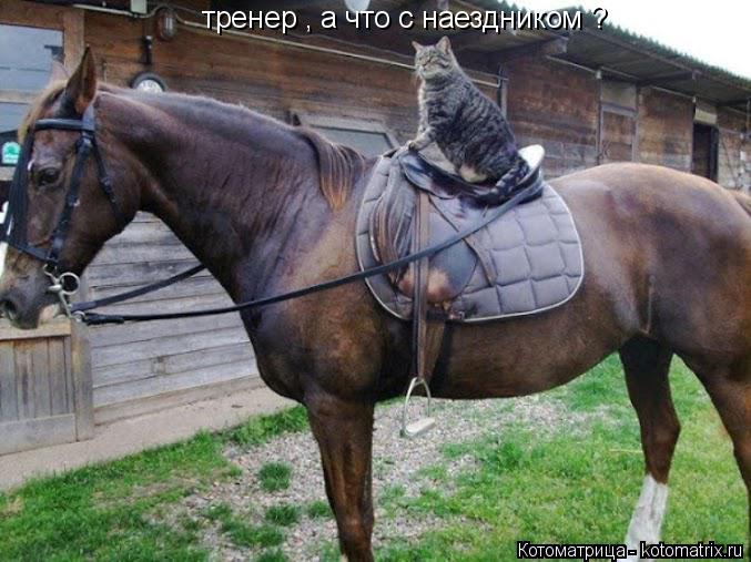 тренер , а что с наездником ?... Котоматрица: тренер , а что с наездником ?