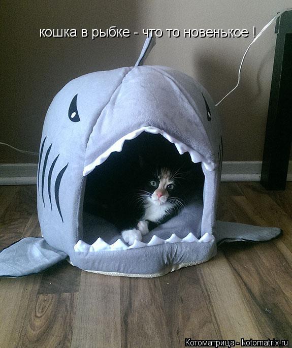 кошка в рыбке - что то новенькое !... Котоматрица: кошка в рыбке - что то новенькое !