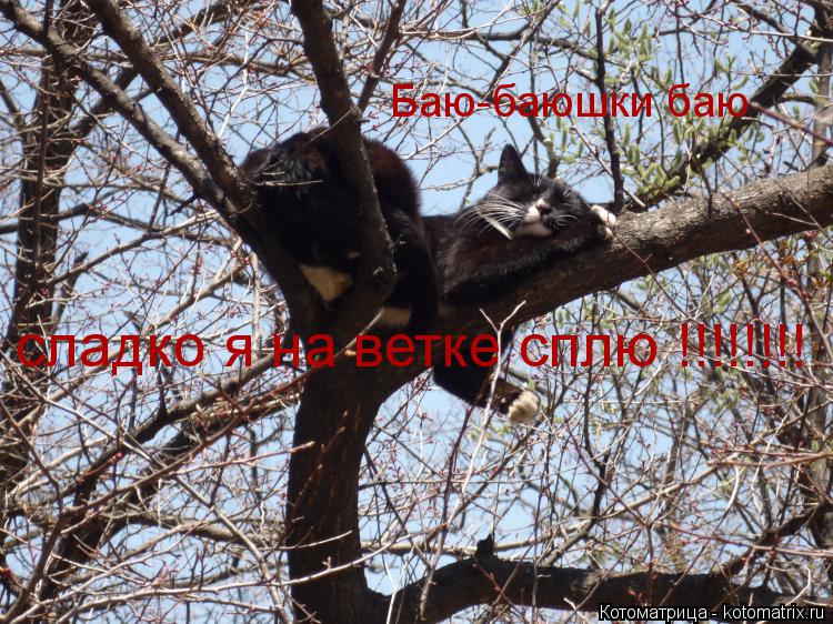 Баю-баюшки баю сладко я на ветке сплю !!!!!!!!... Котоматрица: Баю-баюшки баю сладко я на ветке сплю !!!!!!!!