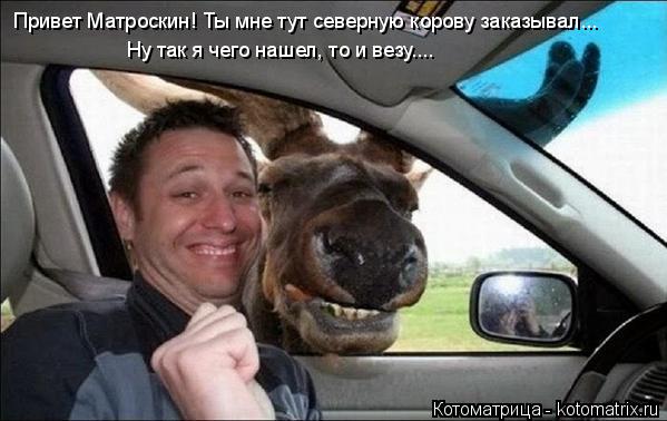 Привет Матроскин! Ты мне тут северную корову заказывал... Ну так я чего нашел, то и везу....... Котоматрица: Привет Матроскин! Ты мне тут северную корову заказывал... Ну так я чего нашел, то и везу....