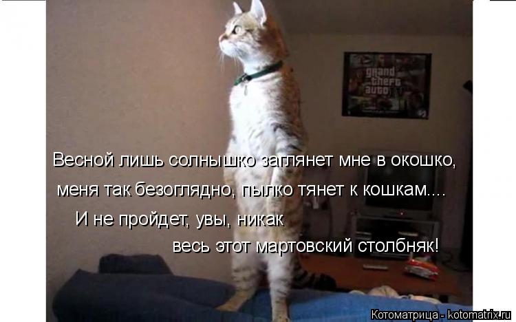 Весной лишь солнышко заглянет мне в окошко, меня так безоглядно, пылко тянет к кошкам.... И не пройде... Котоматрица: Весной лишь солнышко заглянет мне в окошко, меня так безоглядно, пылко тянет к кошкам.... И не пройдет, увы, никак весь этот мартовский столбн