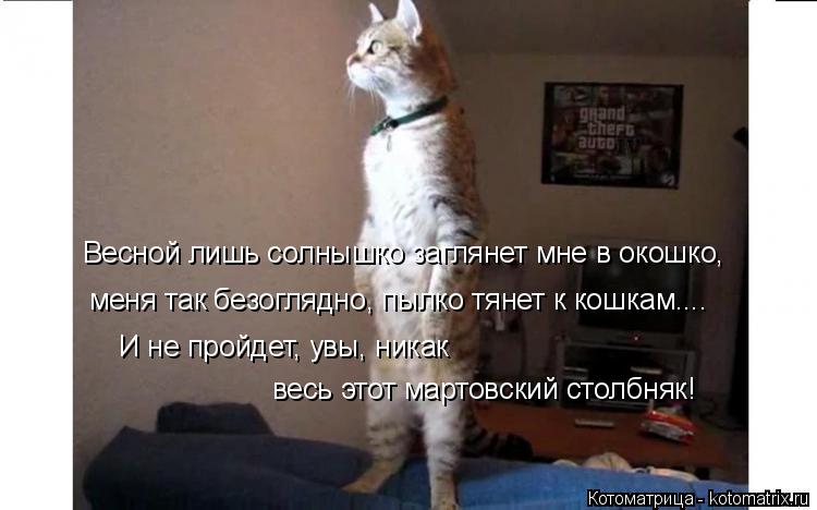 Котоматрица: Весной лишь солнышко заглянет мне в окошко, меня так безоглядно, пылко тянет к кошкам.... И не пройдет, увы, никак весь этот мартовский столбн