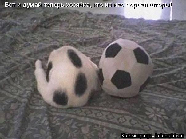 Вот и думай теперь хозяйка, кто из нас порвал шторы!... Котоматрица: Вот и думай теперь хозяйка, кто из нас порвал шторы!
