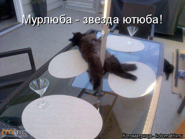 Мурлюба - звезда ютюба!... Котоматрица: Мурлюба - звезда ютюба!