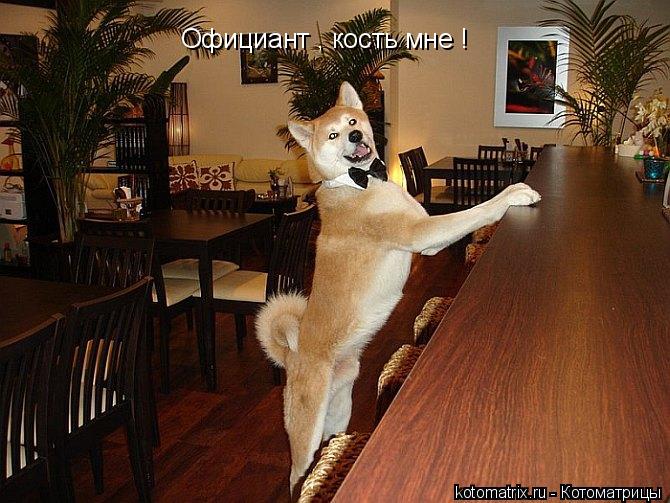 Котоматрица: Официант , кость мне !