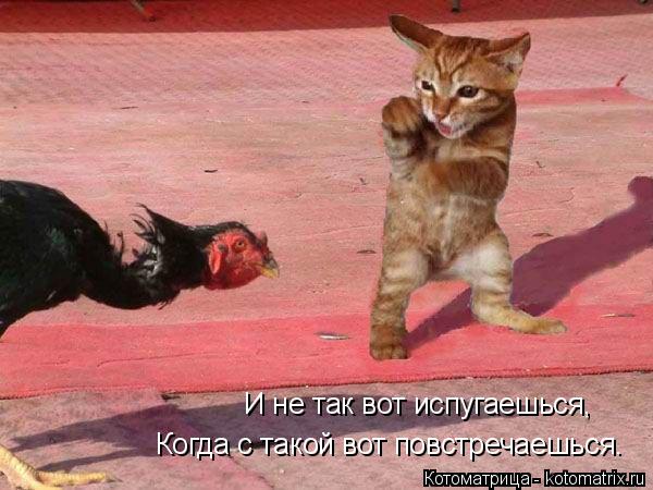 Котоматрица: И не так вот испугаешься, Когда с такой вот повстречаешься.