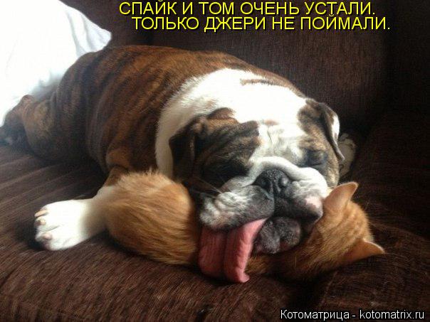 СПАЙК И ТОМ ОЧЕНЬ УСТАЛИ. ТОЛЬКО ДЖЕРИ НЕ ПОЙМАЛИ.... Котоматрица: СПАЙК И ТОМ ОЧЕНЬ УСТАЛИ. ТОЛЬКО ДЖЕРИ НЕ ПОЙМАЛИ.