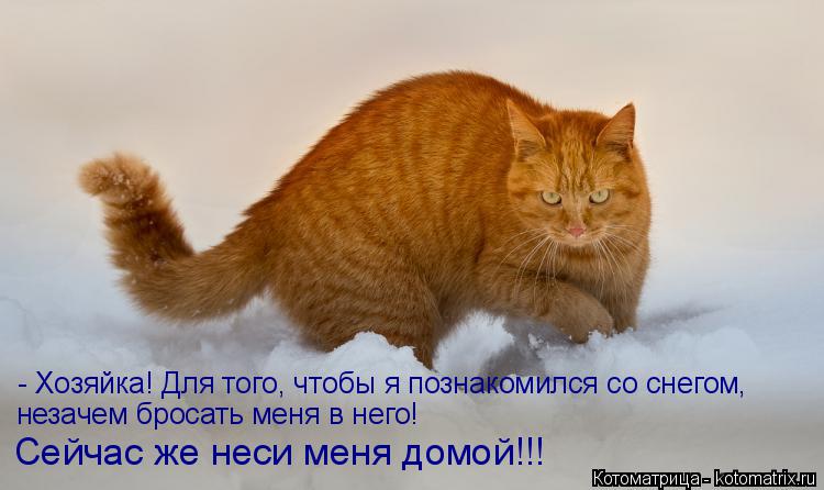 Котоматрица: - Хозяйка! Для того, чтобы я познакомился со снегом, незачем бросать меня в него! Сейчас же неси меня домой!!!