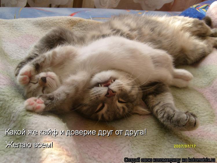 Какой же кайф и доверие друг от друга! Желаю всем!... Котоматрица: Какой же кайф и доверие друг от друга! Желаю всем!