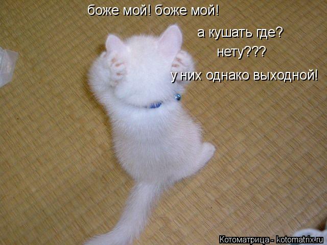 Котоматрица: боже мой! боже мой! а кушать где? нету??? у них однако выходной!
