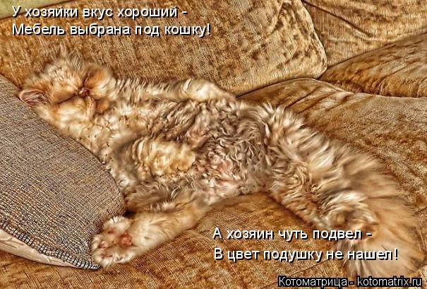 У хозяйки вкус хороший - Мебель выбрана под кошку! А хозяин чуть подвел - В цвет подушку не нашел... Котоматрица: У хозяйки вкус хороший - Мебель выбрана под кошку! А хозяин чуть подвел - В цвет подушку не нашел!