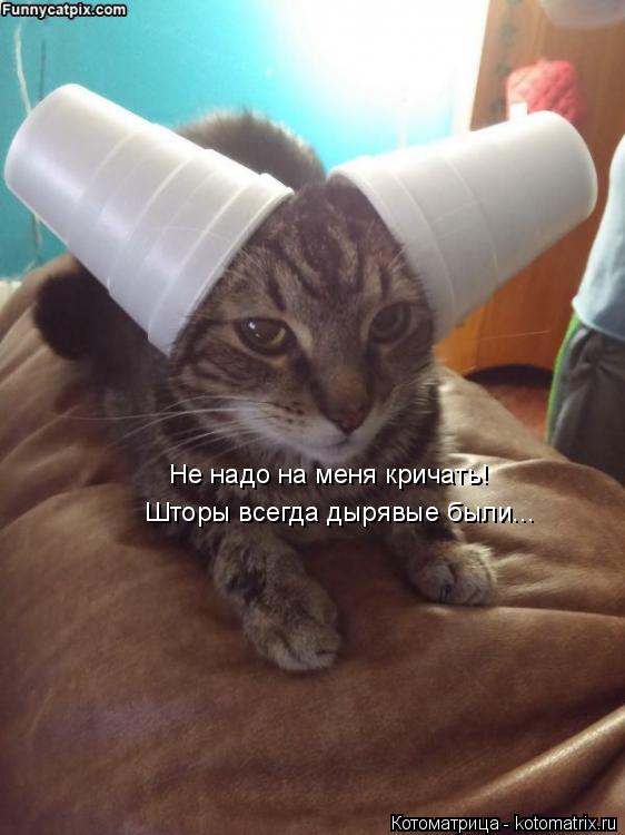 Котоматрица: Не надо на меня кричать! Шторы всегда дырявые были...