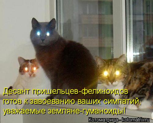 Котоматрица: Десант пришельцев-фелиноидов готов к завоеванию ваших симпатий, уважаемые земляне-гуманоиды!