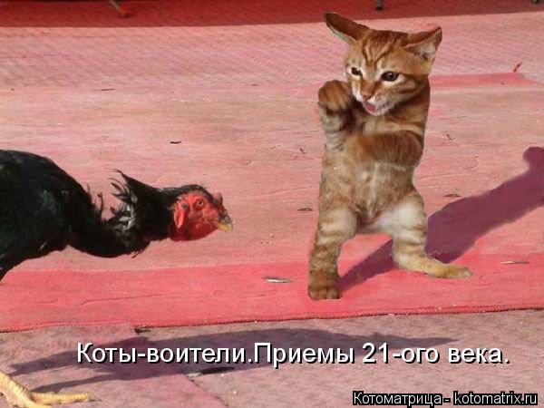 Котоматрица: Коты-воители.Приемы 21-ого века.