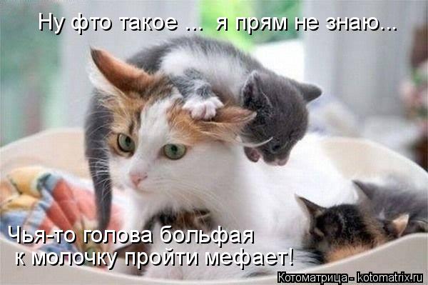 Котоматрица: Ну фто такое ...  я прям не знаю... Чья-то голова больфая  к молочку пройти мефает!