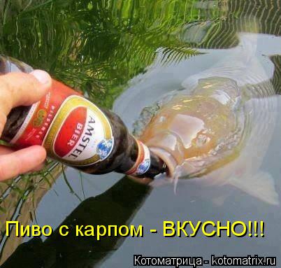 Котоматрица: Пиво с карпом - ВКУСНО!!!